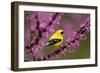 American goldfinch in breeding plumage, New York, USA-Marie Read-Framed Photographic Print