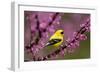 American goldfinch in breeding plumage, New York, USA-Marie Read-Framed Photographic Print