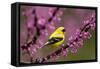 American goldfinch in breeding plumage, New York, USA-Marie Read-Framed Stretched Canvas