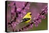 American goldfinch in breeding plumage, New York, USA-Marie Read-Stretched Canvas