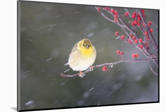 American Goldfinch in Common Winterberry in winter, Marion, Illinois-Richard & Susan Day-Mounted Photographic Print