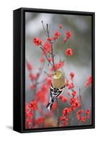 American Goldfinch in Common Winterberry, Marion, Illinois, Usa-Richard ans Susan Day-Framed Stretched Canvas