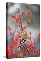 American Goldfinch in Common Winterberry, Marion, Illinois, Usa-Richard ans Susan Day-Stretched Canvas