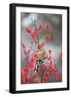 American Goldfinch in Common Winterberry, Marion, Illinois, Usa-Richard ans Susan Day-Framed Premium Photographic Print