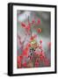 American Goldfinch in Common Winterberry, Marion, Illinois, Usa-Richard ans Susan Day-Framed Premium Photographic Print