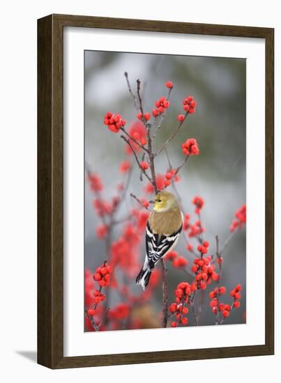 American Goldfinch in Common Winterberry, Marion, Illinois, Usa-Richard ans Susan Day-Framed Photographic Print