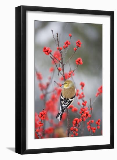 American Goldfinch in Common Winterberry, Marion, Illinois, Usa-Richard ans Susan Day-Framed Photographic Print