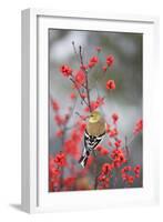 American Goldfinch in Common Winterberry, Marion, Illinois, Usa-Richard ans Susan Day-Framed Photographic Print