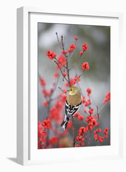 American Goldfinch in Common Winterberry, Marion, Illinois, Usa-Richard ans Susan Day-Framed Photographic Print