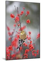 American Goldfinch in Common Winterberry, Marion, Illinois, Usa-Richard ans Susan Day-Mounted Photographic Print
