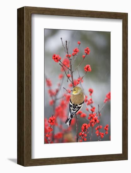 American Goldfinch in Common Winterberry, Marion, Illinois, Usa-Richard ans Susan Day-Framed Photographic Print