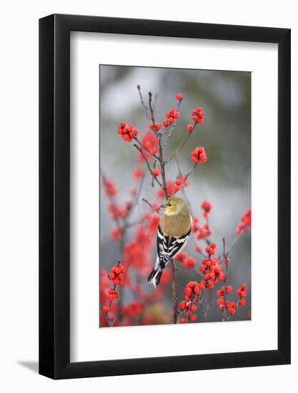 American Goldfinch in Common Winterberry, Marion, Illinois, Usa-Richard ans Susan Day-Framed Photographic Print