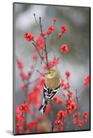 American Goldfinch in Common Winterberry, Marion, Illinois, Usa-Richard ans Susan Day-Mounted Photographic Print