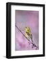 American Goldfinch in Eastern Redbud Tree. Marion, Illinois, Usa-Richard ans Susan Day-Framed Photographic Print