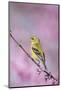 American Goldfinch in Eastern Redbud Tree. Marion, Illinois, Usa-Richard ans Susan Day-Mounted Photographic Print