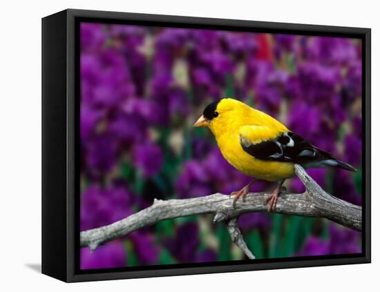 American Goldfinch in Summer Plumage-Adam Jones-Framed Stretched Canvas