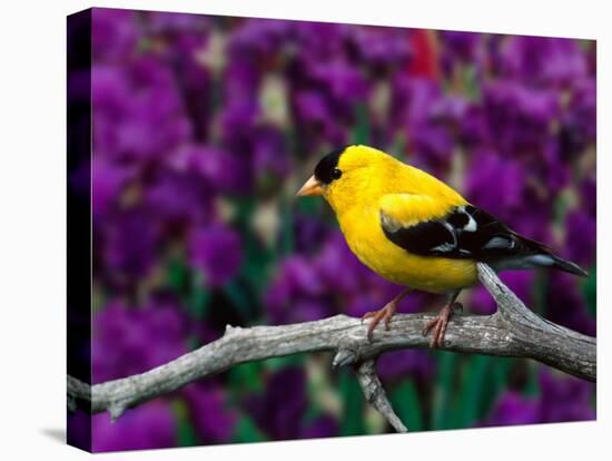 American Goldfinch in Summer Plumage-Adam Jones-Stretched Canvas