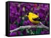American Goldfinch in Summer Plumage-Adam Jones-Framed Stretched Canvas
