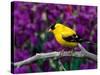 American Goldfinch in Summer Plumage-Adam Jones-Stretched Canvas