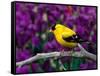 American Goldfinch in Summer Plumage-Adam Jones-Framed Stretched Canvas