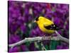 American Goldfinch in Summer Plumage-Adam Jones-Stretched Canvas