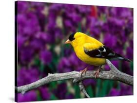 American Goldfinch in Summer Plumage-Adam Jones-Stretched Canvas