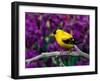 American Goldfinch in Summer Plumage-Adam Jones-Framed Premium Photographic Print