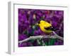 American Goldfinch in Summer Plumage-Adam Jones-Framed Premium Photographic Print