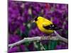 American Goldfinch in Summer Plumage-Adam Jones-Mounted Premium Photographic Print