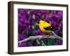 American Goldfinch in Summer Plumage-Adam Jones-Framed Photographic Print