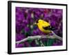 American Goldfinch in Summer Plumage-Adam Jones-Framed Photographic Print