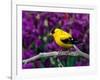 American Goldfinch in Summer Plumage-Adam Jones-Framed Photographic Print