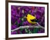 American Goldfinch in Summer Plumage-Adam Jones-Framed Photographic Print