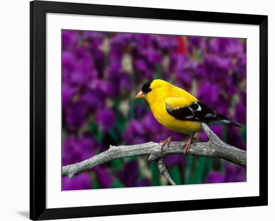 American Goldfinch in Summer Plumage-Adam Jones-Framed Photographic Print