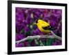 American Goldfinch in Summer Plumage-Adam Jones-Framed Photographic Print