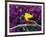 American Goldfinch in Summer Plumage-Adam Jones-Framed Photographic Print