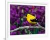 American Goldfinch in Summer Plumage-Adam Jones-Framed Photographic Print