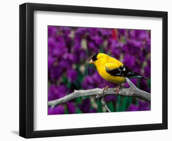 American Goldfinch in Summer Plumage-Adam Jones-Framed Photographic Print