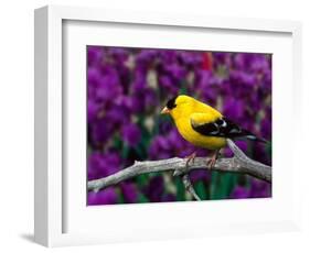 American Goldfinch in Summer Plumage-Adam Jones-Framed Photographic Print