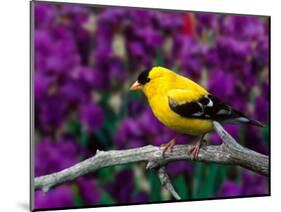 American Goldfinch in Summer Plumage-Adam Jones-Mounted Photographic Print