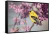 American Goldfinch Male in Eastern Redbud Tree. Marion, Illinois, Usa-Richard ans Susan Day-Framed Stretched Canvas