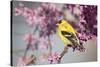 American Goldfinch Male in Eastern Redbud Tree. Marion, Illinois, Usa-Richard ans Susan Day-Stretched Canvas