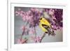 American Goldfinch Male in Eastern Redbud Tree. Marion, Illinois, Usa-Richard ans Susan Day-Framed Photographic Print