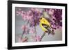 American Goldfinch Male in Eastern Redbud Tree. Marion, Illinois, Usa-Richard ans Susan Day-Framed Photographic Print