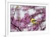 American Goldfinch Male in Eastern Redbud Tree. Marion, Illinois, Usa-Richard ans Susan Day-Framed Photographic Print