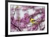 American Goldfinch Male in Eastern Redbud Tree. Marion, Illinois, Usa-Richard ans Susan Day-Framed Photographic Print