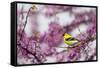 American Goldfinch Male in Eastern Redbud Tree. Marion, Illinois, Usa-Richard ans Susan Day-Framed Stretched Canvas