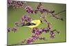 American Goldfinch Male in Eastern Redbud Tree Marion, Illinois, Usa-Richard ans Susan Day-Mounted Photographic Print