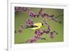 American Goldfinch Male in Eastern Redbud Tree Marion, Illinois, Usa-Richard ans Susan Day-Framed Photographic Print