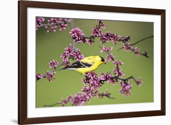 American Goldfinch Male in Eastern Redbud Tree Marion, Illinois, Usa-Richard ans Susan Day-Framed Photographic Print